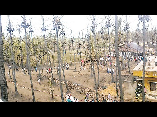 కొబ్బరి తోటలు ఖతమ్