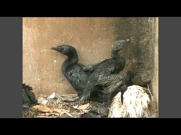 పక్షులు కూడా..