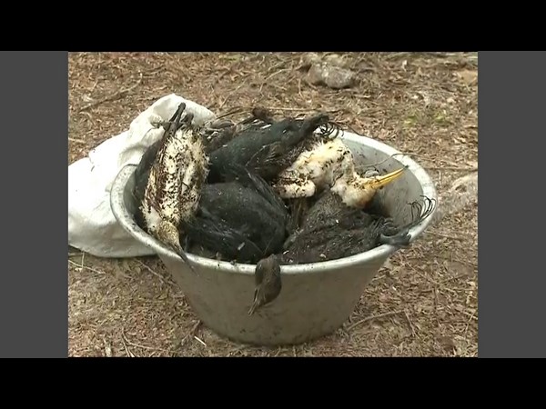 దిక్కుమొక్కు లేక..