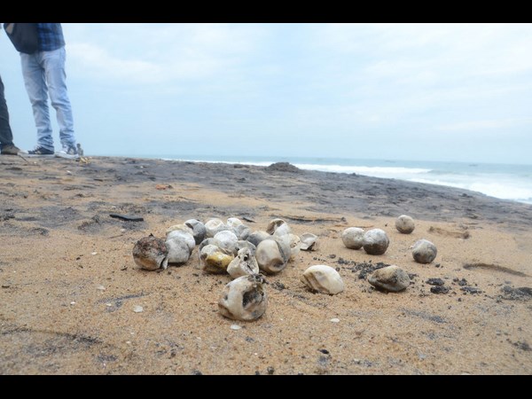 అలల ఉధృతి