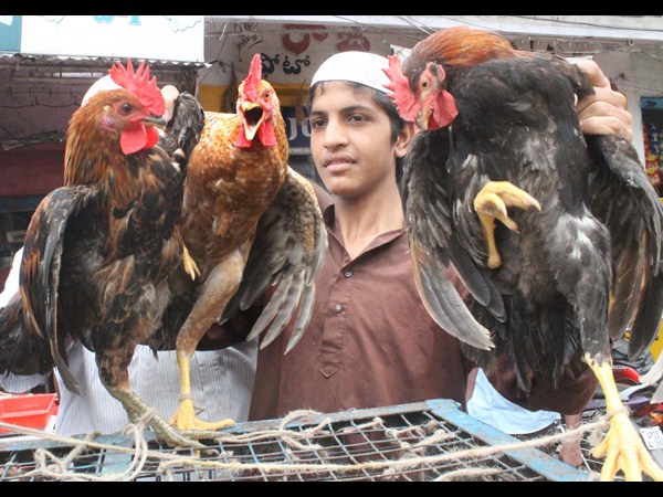 నాటుకోడి ధరలకు రెక్కలు