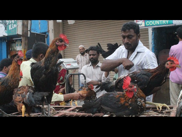 నాటుకోడి ధరలకు రెక్కలు