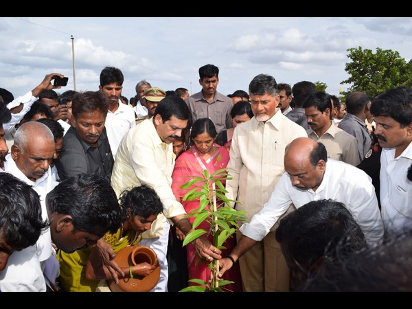 మొక్కల పెంపకం