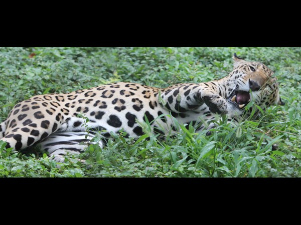 Leopard at ICRISAT caught