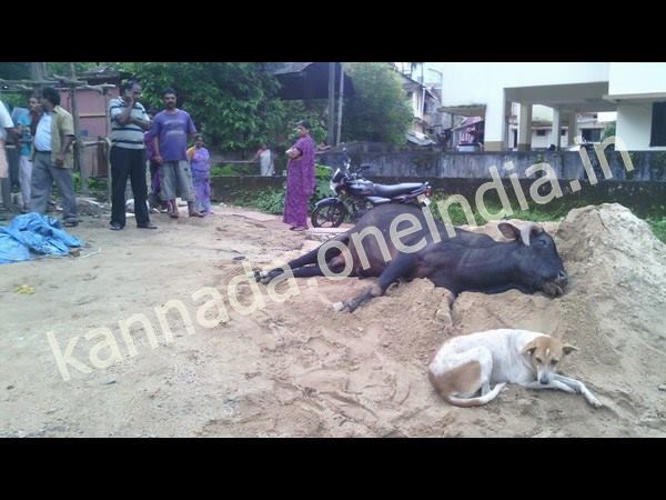 ఎద్దు - కుక్క