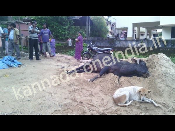 ఎద్దు - కుక్క