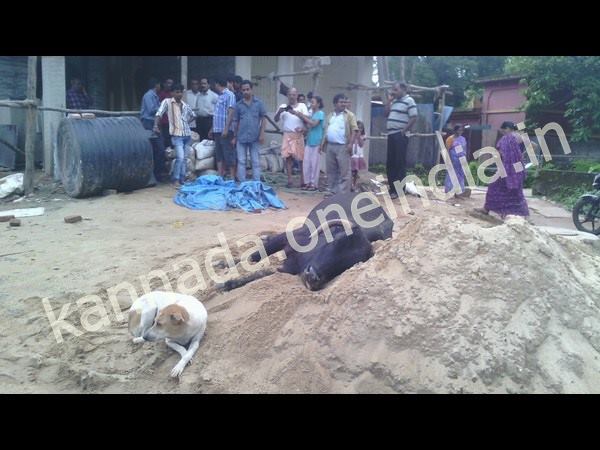 ఎద్దు - కుక్క