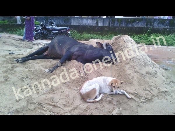 ఎద్దు - కుక్క