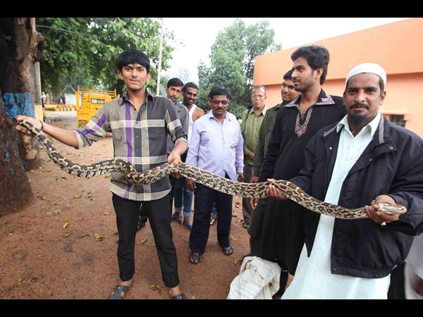 పైథాన్ పట్టివేత