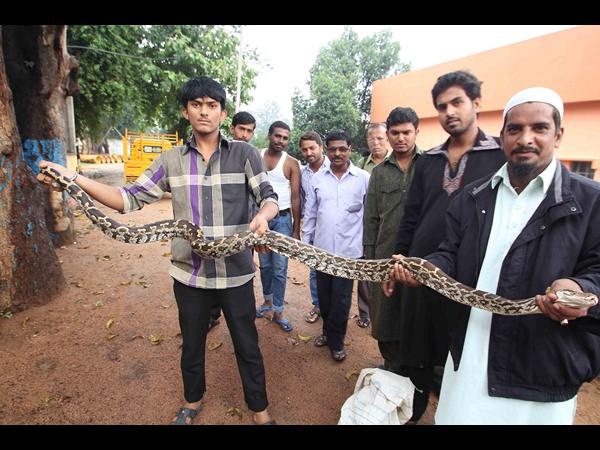 పైథాన్ పట్టివేత