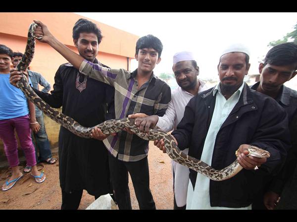 పైథాన్ పట్టివేత