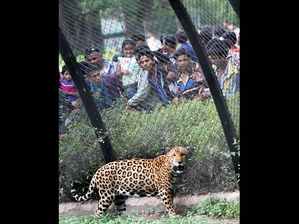 జూపార్క్