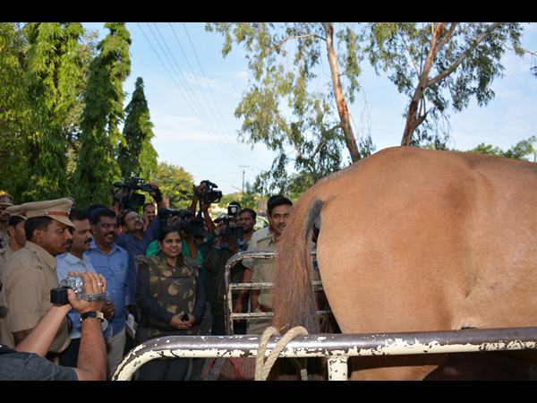 పట్టుకున్న గుర్రాలు ఇవే 