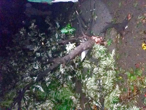 చెట్టు కూలి బాలిక మృతి