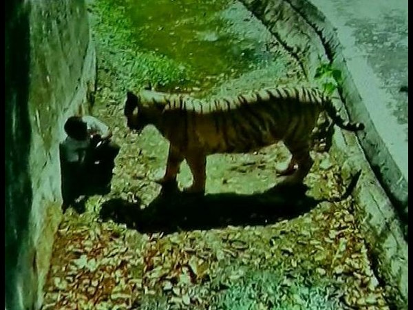 తెల్లపులి