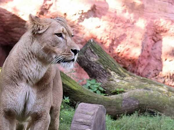  జూపార్క్