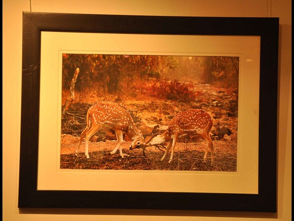  ర్యాంప్‌ వాక్‌తో కనువిందు చేసిన ముద్దుగుమ్మలు