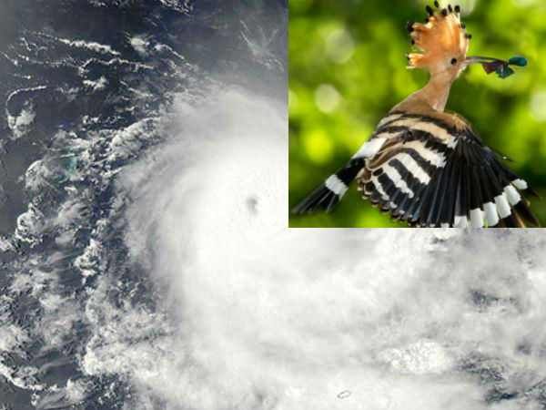 Cyclone Hudhud is named after Israel's national bird Cyclone Hudhud is named after Israel's national bird