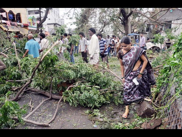 చెట్లు తొలగించారు..