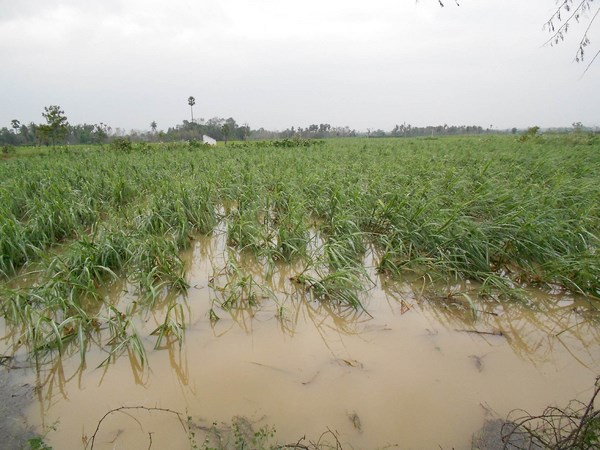 నీట మునిగిన పంట పొలాలు...