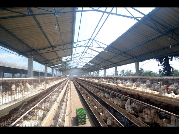 ఎగిరిపోయిన కోళ్లఫారం పైకప్పు