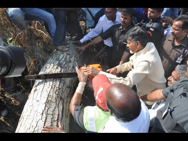 చెట్టును కోస్తూ..