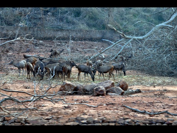 విశాఖ జూలో పరిస్థితి