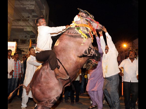 సదర్ జోష్