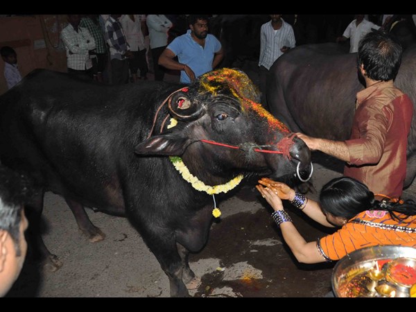 ఎల్లారెడ్డిగూడ