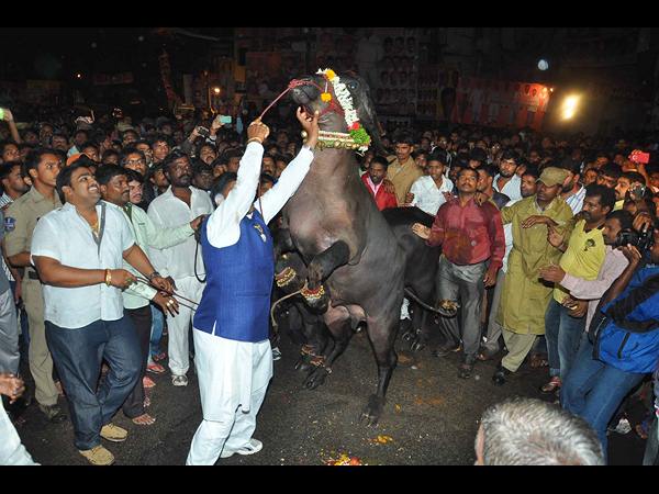 సదర్ సదర్