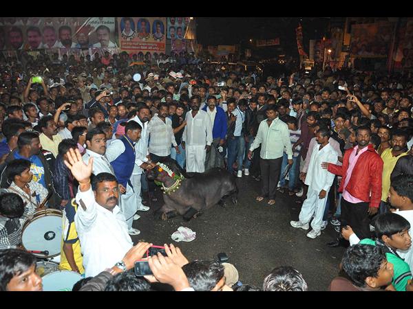 సదర్ సదర్