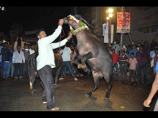 సదర్ సదర్