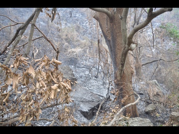 కార్చిచ్చు