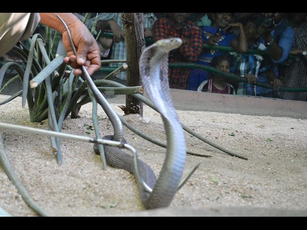 నెహ్రూ జూలో నల్ల తాచులు నెహ్రూ జూలో నల్ల తాచులు