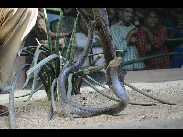 నెహ్రూ జూలో నల్ల తాచులు నెహ్రూ జూలో నల్ల తాచులు