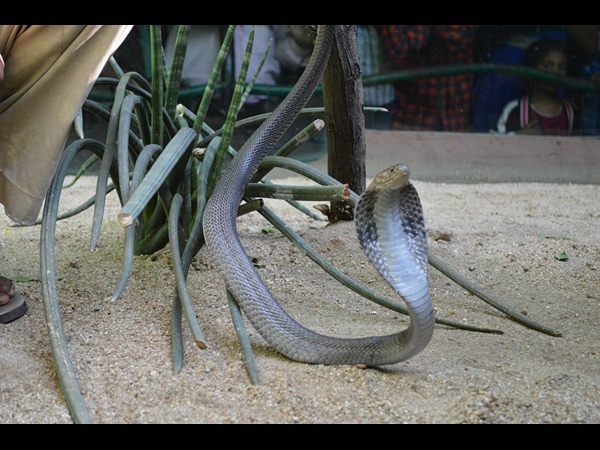 నెహ్రూ జూలో నల్ల తాచులు నెహ్రూ జూలో నల్ల తాచులు