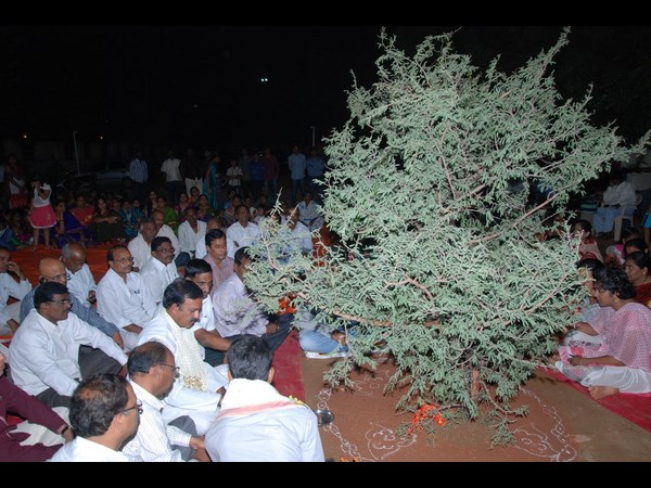 జమ్మిచెట్టు