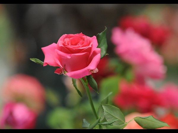 హైటెక్స్‌లోని హెచ్‌ఐసీసీలో గులాబీ షో... 