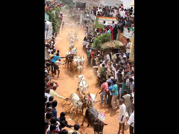 జల్లికట్టు