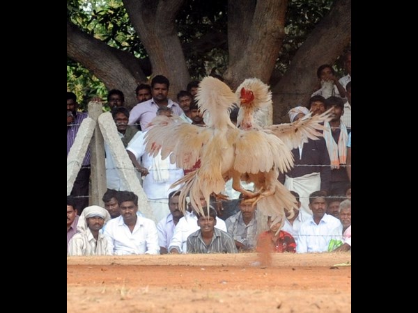 కోడి పందేలు