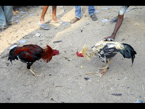 కోడి పందేలు