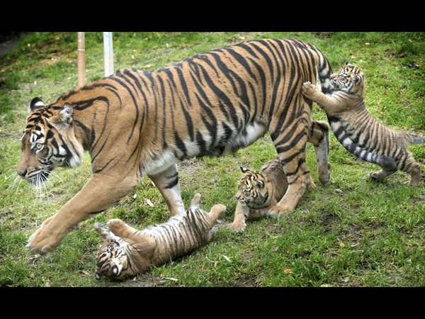  భారత్‌లో పులుల పరిస్ధితిపై నివేదిక
