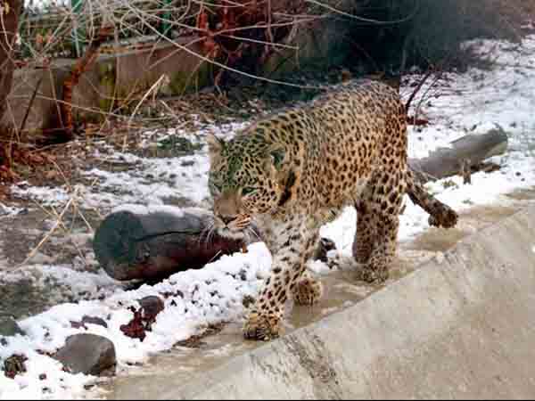 కాశ్మీరం