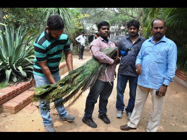 సురభి గార్డెన్స్ సురభి గార్డెన్స్