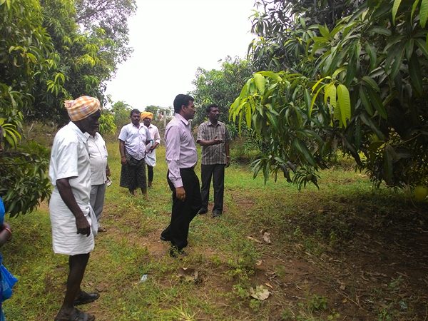 రాలిపోయిన మామిడి