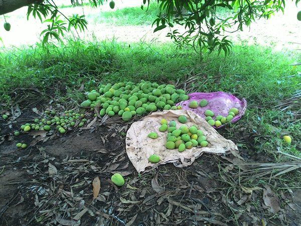 రాలిపోయిన మామిడి