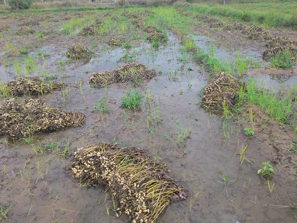 నీటమునిగిన పంట