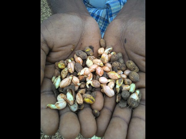 వానకు మొలకెత్తిన వేరుశనగ