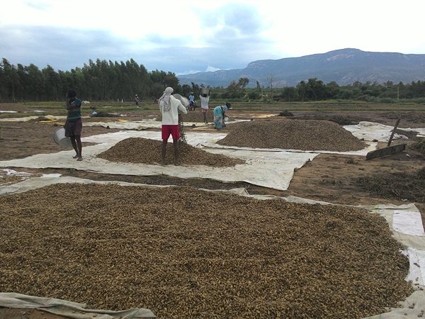 ఆరబెట్టిన దృశ్యం