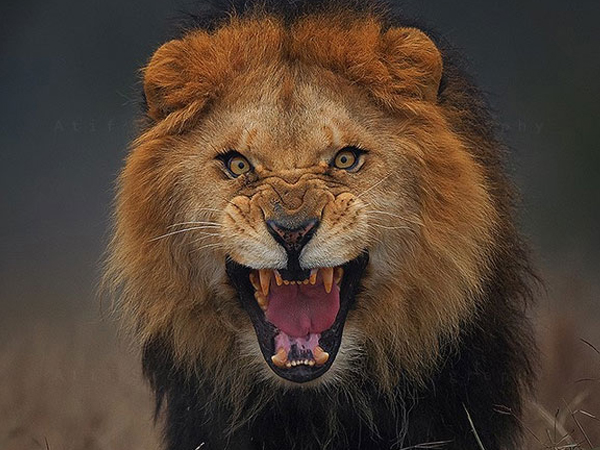 a nature photographer in Pakistan, just had a close encounter with a lion a nature photographer in Pakistan, just had a close encounter with a lion